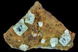 Green Fluorite Crystals with Purple Phantoms - Mongolia #100732-1